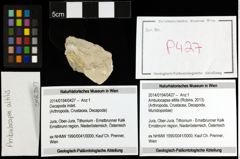 Foto (Objekt + Etiketten) von Ambulocapsa altilis (Robins, 2013) 